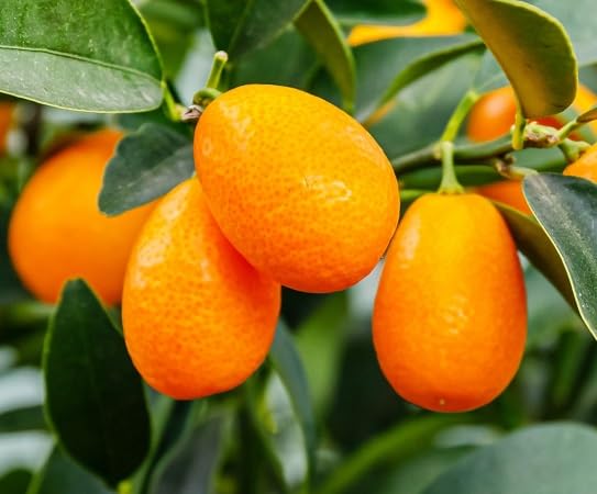 Kumquat Fruit Seeds – Heirloom, Non-GMO, High Germination Organic Garden Seeds