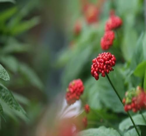 Red Ginseng Melon Seeds – Heirloom, Non-GMO, High Germination Organic Garden Seeds
