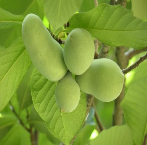 Asimina Seeds – Heirloom, Non-GMO, High Germination Organic Garden Seeds