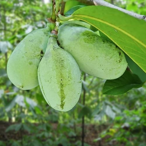 Grüne Papaya Samen – Alte Sorte, gentechnikfrei, hohe Keimfähigkeit, Bio-Gartensamen