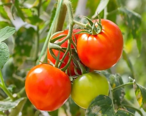Tamarillo Seeds Orange Heirloom Non-GMO High Germination Organic Garden Seeds for Planting