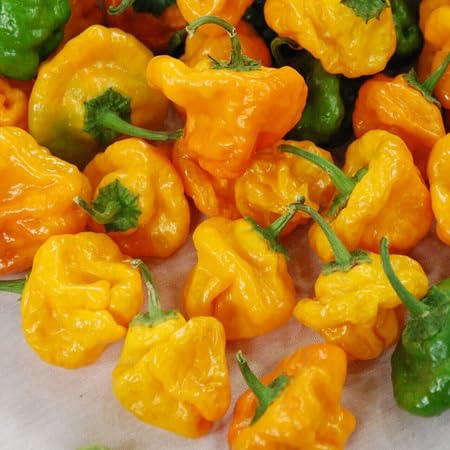 Pepper Yellow Seeds – Heirloom, Non-GMO, High Germination Organic Garden Seeds Planting