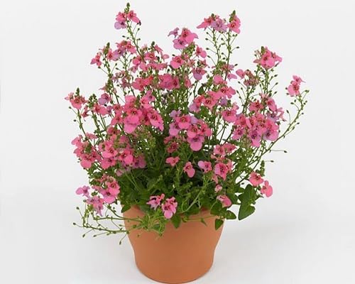 Pink Diascia Flowers Seeds for Planting – Heirloom Non-GMO High Germination Organic Garden Seeds