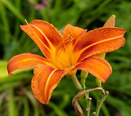 Hemerocallis Flower Seeds – Heirloom, Non-GMO, High Germination Organic Garden Seeds for Planting
