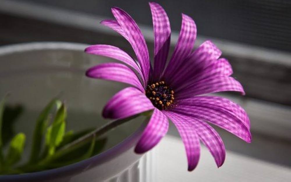 white purple flower seeds