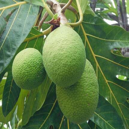 Breadfruit Seeds Green – Heirloom, Non-GMO, High Germination Organic Garden Seeds