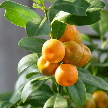 Calamondin Fruit Seeds – Heirloom, Non-GMO, High Germination Organic Garden Seeds