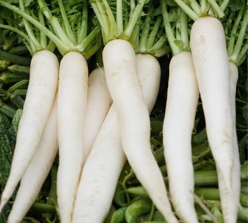 White Radish Seeds – Heirloom, Non-GMO, High Germination Organic Garden Seeds Planting