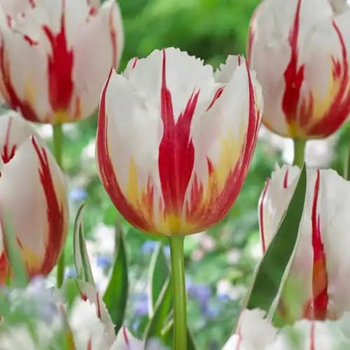 Red White Tulip Flower Seeds – Heirloom, Non-GMO, High Germination Organic Garden Seeds