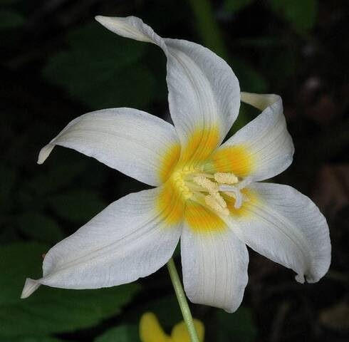 White Erythronium Oregonum Flower Seeds Heirloom Non-GMO High Germination Organic Garden Seeds for Planting