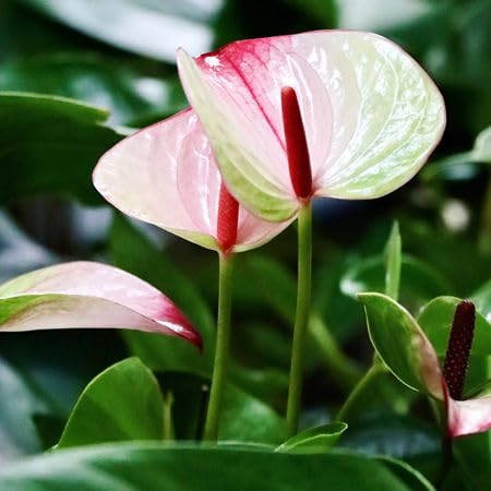 Pink White Anthurium Flower Seeds Heirloom Non-GMO High Germination Organic Garden Seeds for Planting