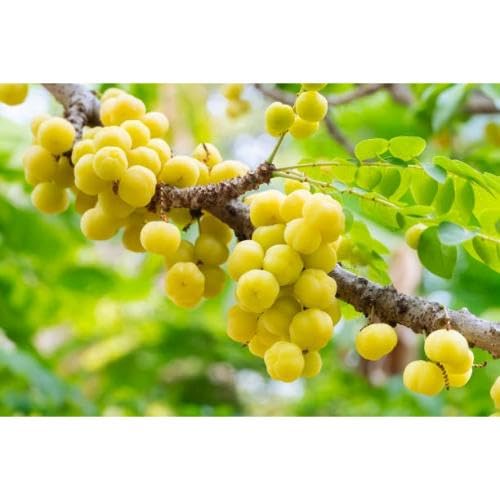 Green Gooseberry Plant Seeds – Heirloom, Non-GMO, High Germination Organic Garden Seeds