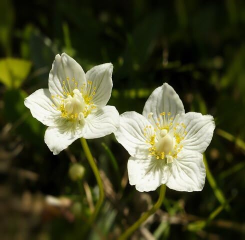 Semillas de flor Parnassia Palustris blanca – Herencia, no transgénicas, semillas de jardín orgánicas de alta germinación