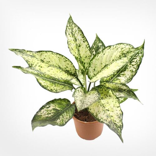 green white flower seeds