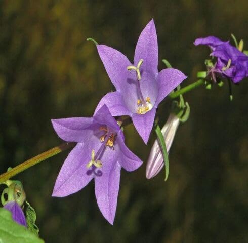 Rapunzel-Glockenblume Samen – Alte Sorte, gentechnikfrei, hohe Keimfähigkeit, Bio-Gartensamen zum Pflanzen