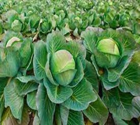 Cabbage Seeds – Heirloom, Non-GMO, High Germination Organic Garden Seeds Planting