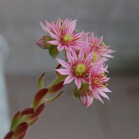 Rosa Sempervivum Blumensamen zum Pflanzen – Erbstück, gentechnikfrei, hohe Keimrate Bio-Gartensamen