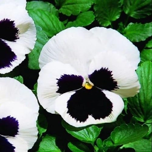 White Black Pansy Flower Seeds – Heirloom Non-GMO High Germination