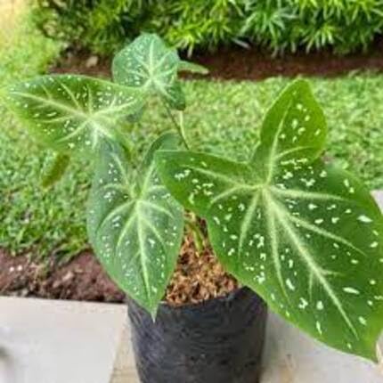 green caladium flower seeds