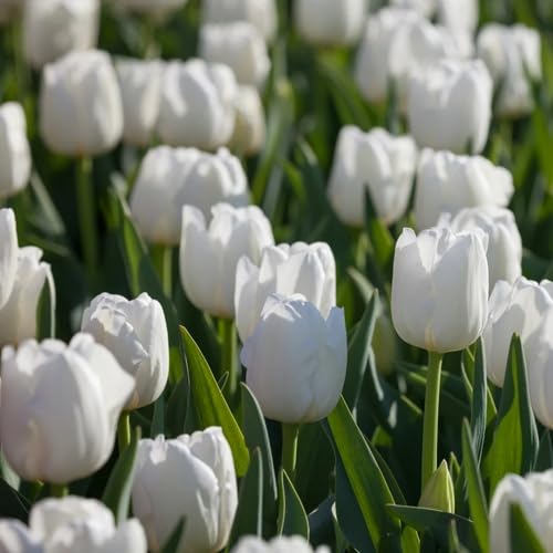 White Tulip Flower Seeds – Heirloom Non-GMO Organic Garden Seeds