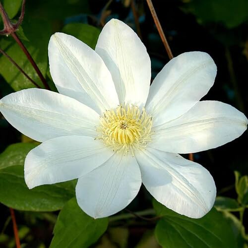Giant Clematis Flower Seeds White – Heirloom, Non-GMO, High Germination Organic Garden Seeds for Planting