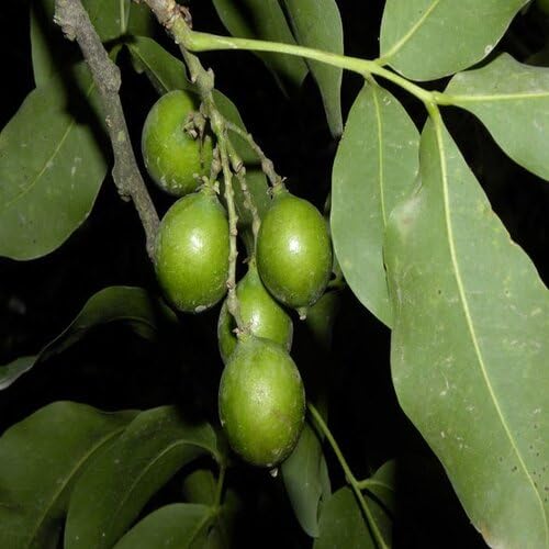 Green Mamoncillo Seeds – Heirloom, Non-GMO, High Germination Organic Garden Seeds