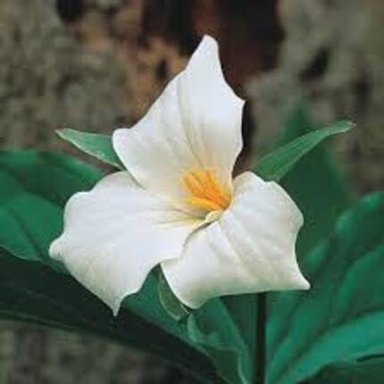 White Trillium Flower Seeds Heirloom Non-GMO High Germination Organic Garden Seeds for Planting