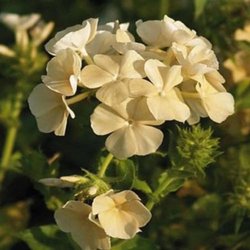 Semillas de flores Phlox – Cimiente, no transgénica, semillas orgánicas de alta germinación para plantar en jardín