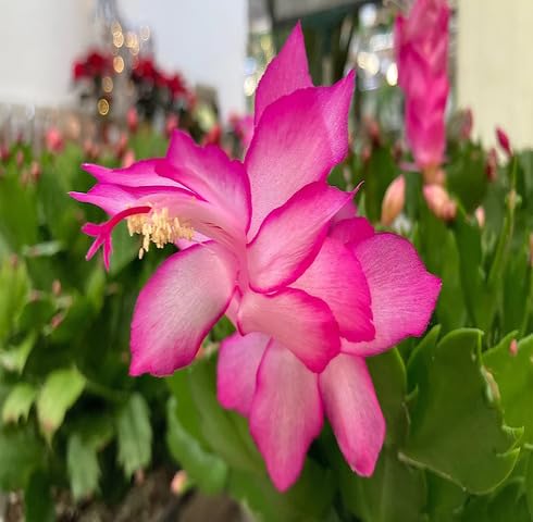 Rosa Schlumbergera Blumensamen zum Pflanzen – Alte Sorte, gentechnikfrei, hohe Keimrate, Bio-Gartensamen