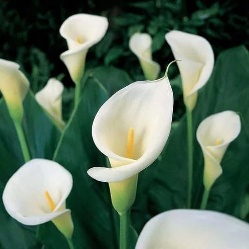 White Zantedeschia Aethiopica Flower Seeds – Heirloom Non-GMO High Germination Organic Garden Seeds