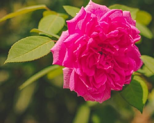 Rose Flower Seeds for Planting – Heirloom Non-GMO High Germination Organic Garden Seeds