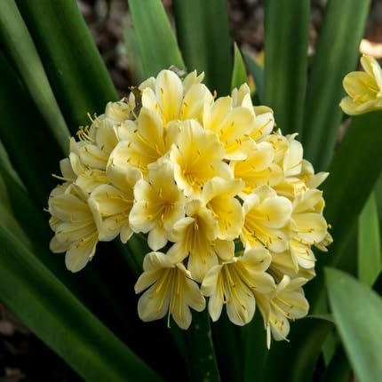 clivia flower flower seeds