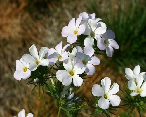 Phlox Flower Seeds White Mix – Heirloom Non-GMO High Germination Organic Garden Seeds