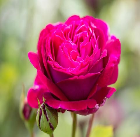 Pink Rose Flower Seeds for Planting – Heirloom Non-GMO High Germination Organic Garden Seeds