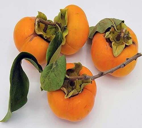 Persimmon Seeds – Heirloom, Non-GMO, High Germination Organic Garden Seeds