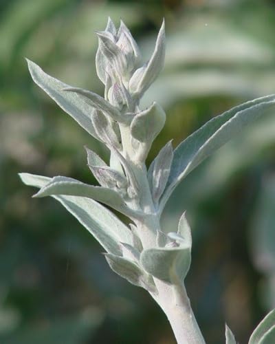 White Sage Plant Seeds Heirloom Non-GMO High Germination Organic Garden Seeds for Planting