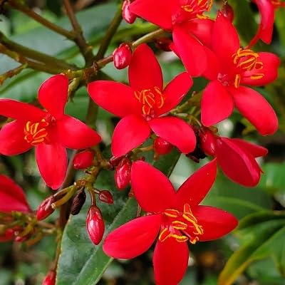 Jatropa Flower Seeds – Heirloom, Non-GMO, High Germination Organic Garden Seeds for Planting