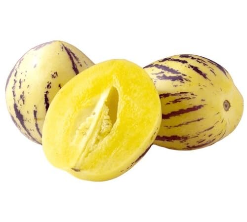 Yellow Pepino Seeds – Heirloom, Non-GMO, High Germination Organic Garden Seeds