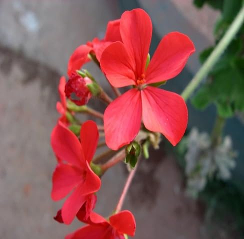 Plumbago Flower Seeds – Heirloom, Non-GMO, High Germination Organic Garden Seeds for Planting Seeds for Planting