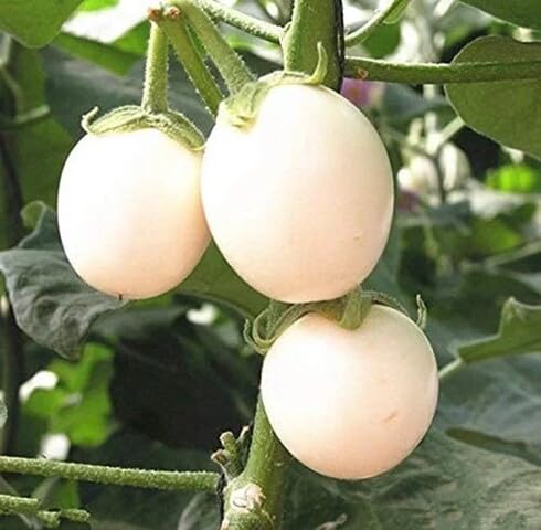 White Brinjal Seeds – Heirloom, Non-GMO, High Germination Organic Garden Seeds Planting