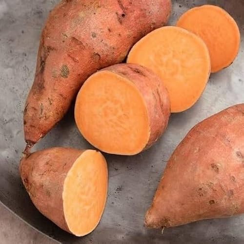 Sweet Potato Seeds – Heirloom, Non-GMO, High Germination Organic Garden Seeds Planting