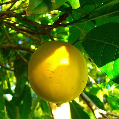 Abiu Seeds for Planting Heirloom Non-GMO High Germination Organic Garden Seeds
