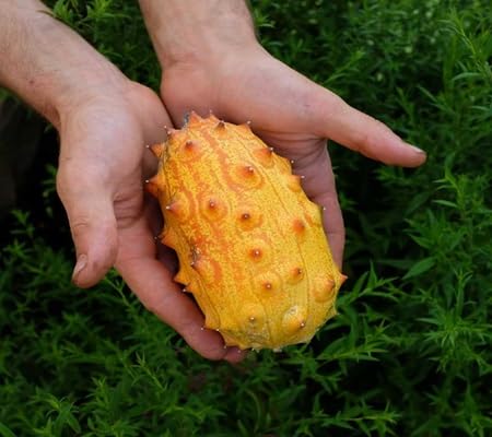 Kiwano Seeds – Heirloom, Non-GMO, High Germination Organic Garden Seeds