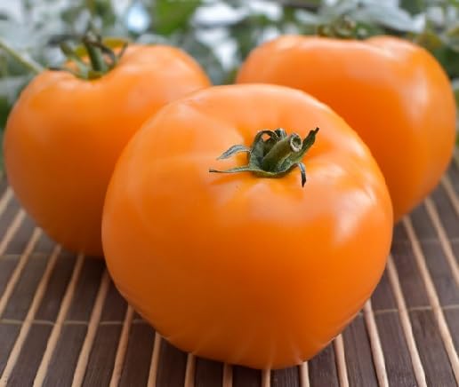 Orange Tomato Seeds – Heirloom, Non-GMO, High Germination Organic Garden Seeds Planting