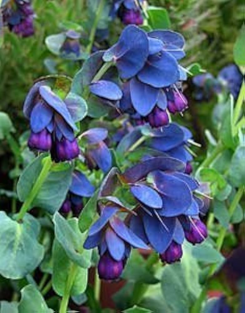 shrimp plant flower seeds