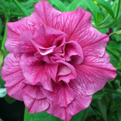 Petunia Flower Seeds Heirloom Non-GMO High Germination Organic Garden Seeds for Planting