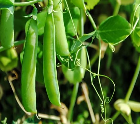 Pea Seeds – Heirloom, Non-GMO, High Germination Organic Garden Seeds Planting