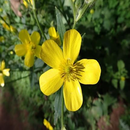 Yellow Cortusifolius Flower Seeds – Heirloom, Non-GMO, High Germination Organic Garden Seeds
