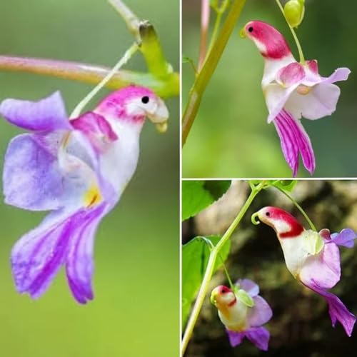 Semillas Mixtas de Orquídea Loro – Cepa antigua, no transgénicas, alta germinación, semillas orgánicas de jardín para plantar
