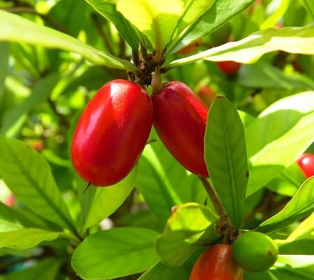 Dulcificum Seeds – Heirloom, Non-GMO, High Germination Organic Garden Seeds